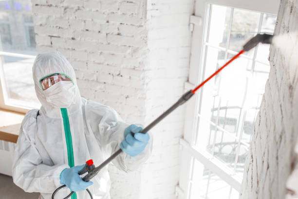 DIY Mold Remediation